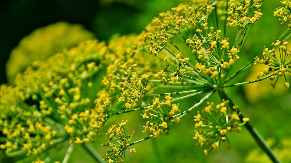 Edeskomeny Foeniculum vulgare 1