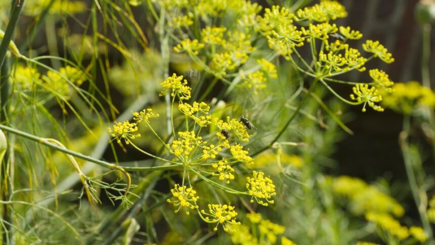 Edeskomeny Foeniculum vulgare