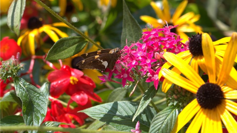 Színes virágok között egy lepkével, nyári kert látványa.