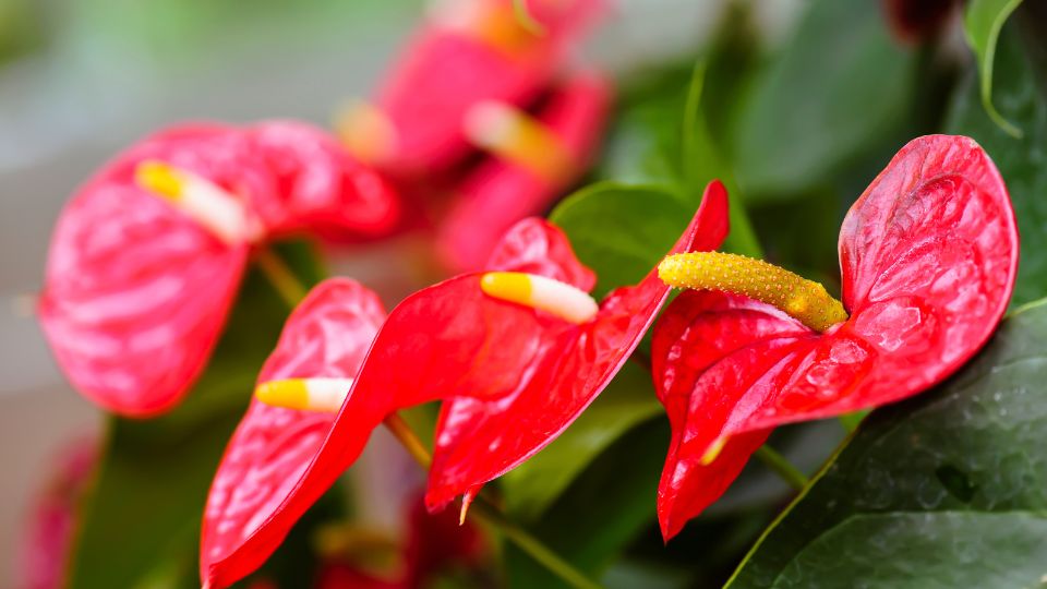 Flamingovirag Anthurium 1