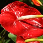 Flamingovirag Anthurium