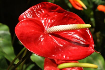 Flamingovirag Anthurium