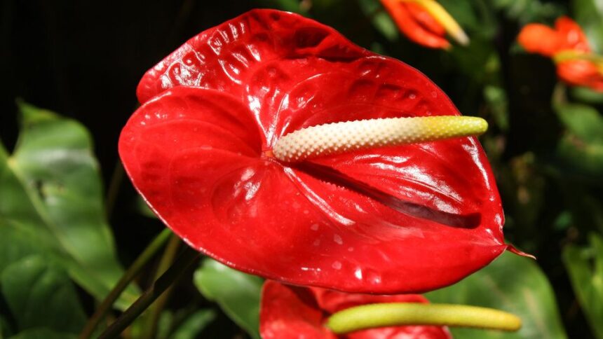 Flamingovirag Anthurium