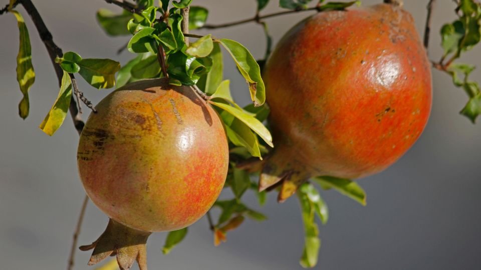 Érett gránátalmák lógó ágon, zöld levelek között, napfényben.
