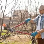 Egy férfi gyümölcsfát metszenek, napsütéses időben, kerti kesztyűben és kalapban.