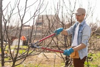 Egy férfi gyümölcsfát metszenek, napsütéses időben, kerti kesztyűben és kalapban.