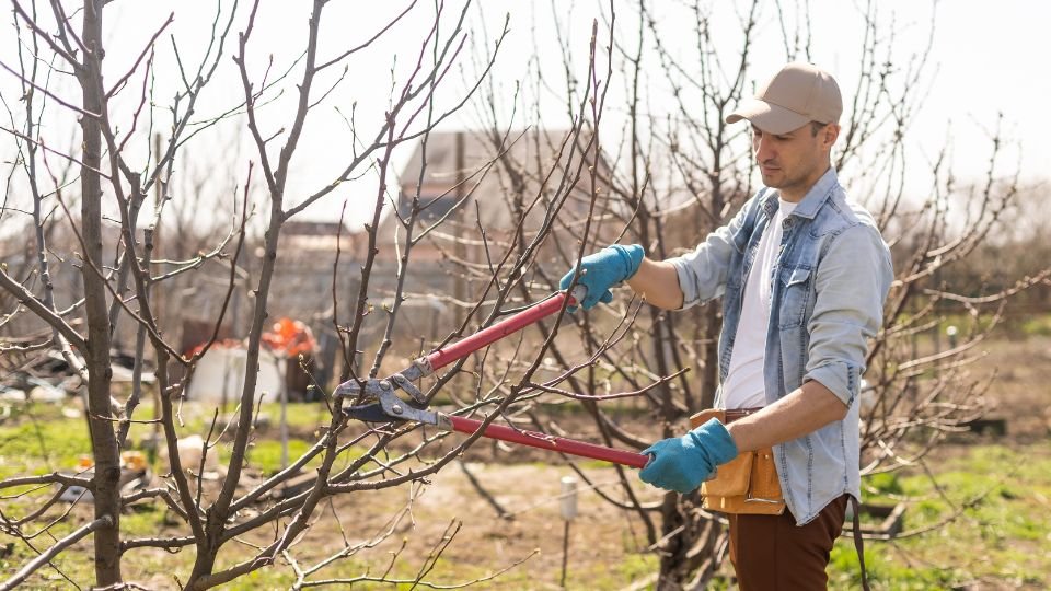 Egy férfi gyümölcsfát metszenek, napsütéses időben, kerti kesztyűben és kalapban.
