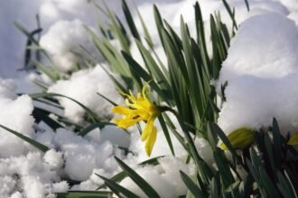 Tavaszi virágok a hó alatt, a természet újjászületése.