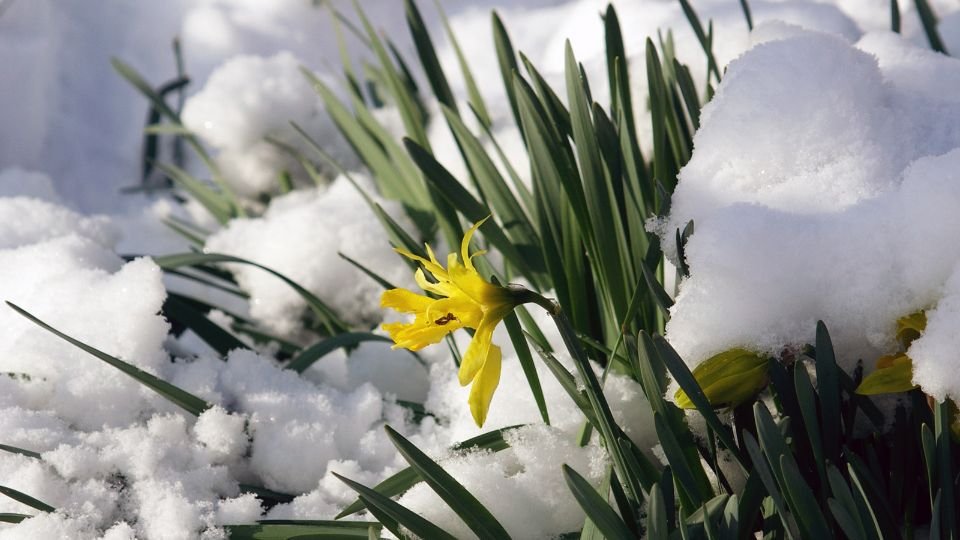 Tavaszi virágok a hó alatt, a természet újjászületése.