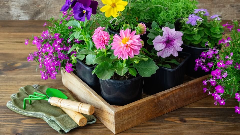 Színes virágok különböző fajtái állnak egy fa dobozban, mellette kertész kesztyű és szerszámok.