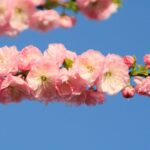 Japan diszmeggy Prunus glandulosa