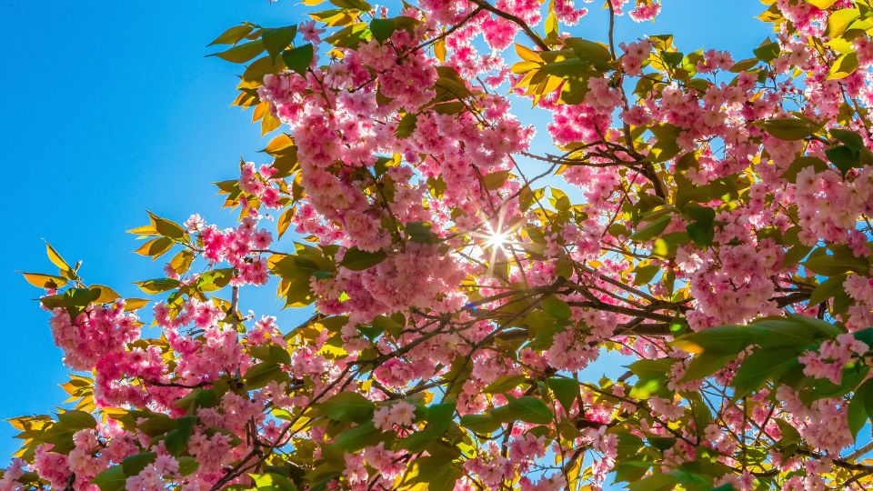 Japan diszmeggy Prunus glandulosa 2