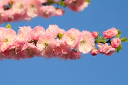 Japan diszmeggy Prunus glandulosa