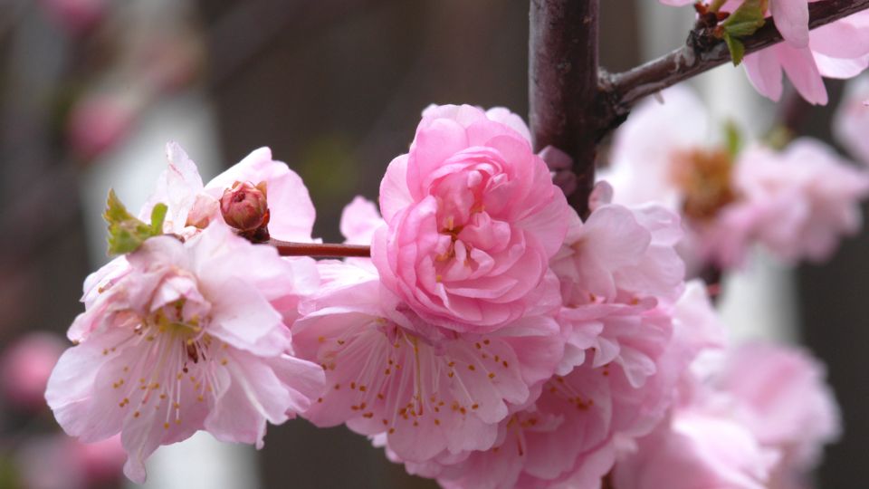 Japan diszmeggy Prunus glandulosa 5