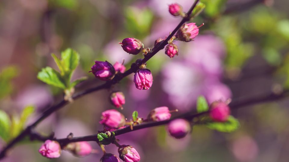 Japan diszmeggy Prunus glandulosa 6