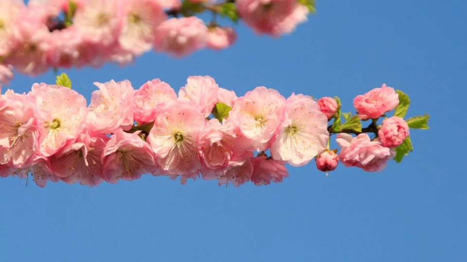 Szép japán díszmeggy virágok, rózsaszín szirmokkal, tiszta kék háttér előtt.