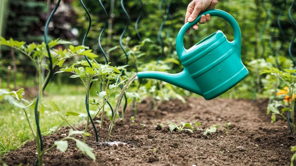 Kertész locsolja a friss zöldségeket egy zöld locsolókannával.