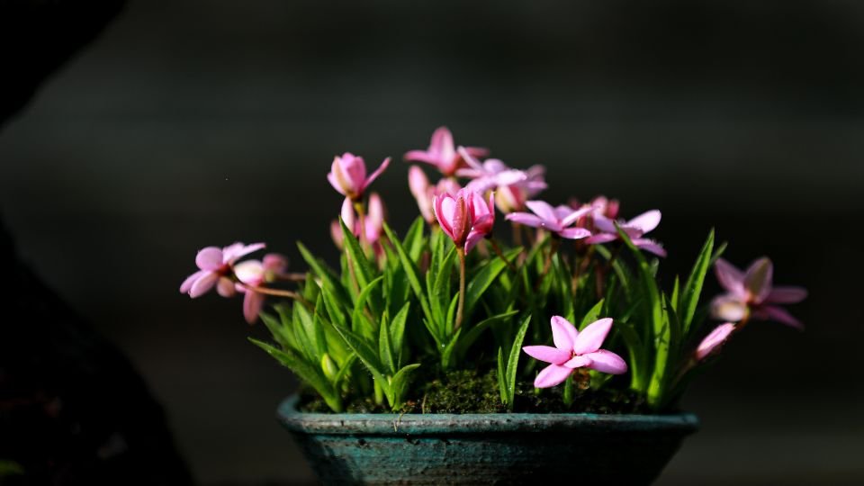 Egy csodás bonsai virágcserép, tele rózsaszín virágokkal és friss zöld levelekkel.