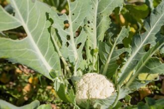 Friss karfiol a kertben, zöld levelekkel körülvéve, apró kártevők jeleivel.