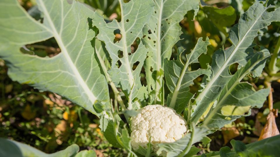 Friss karfiol a kertben, zöld levelekkel körülvéve, apró kártevők jeleivel.