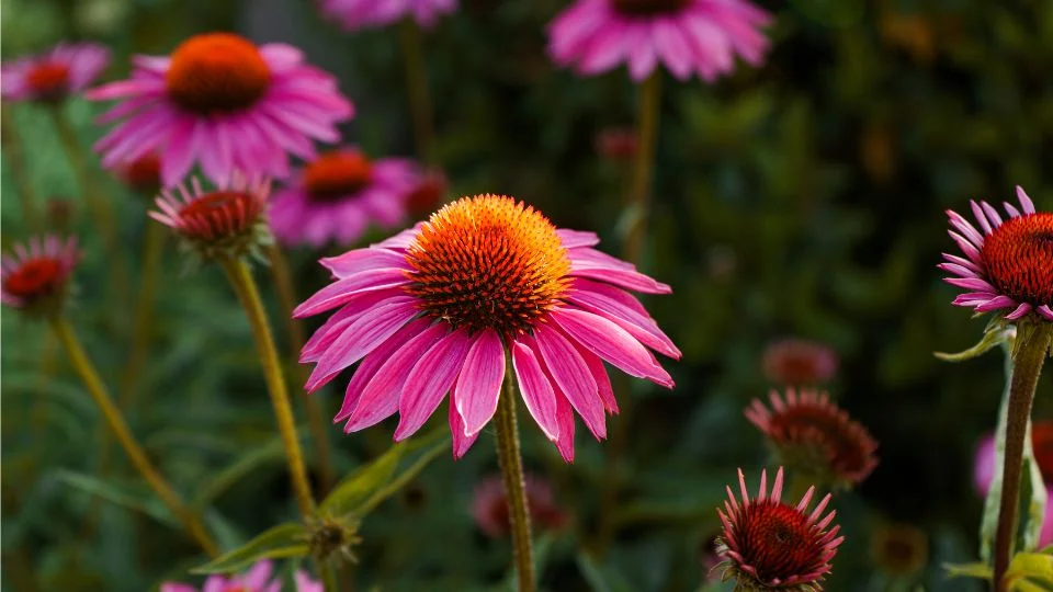Gyönyörű kasvirágok a kertben Színes kasvirágok (Echinacea) virágzik a kertben, élénk rózsaszín szirmaikkal és narancssárga középpontjukkal.