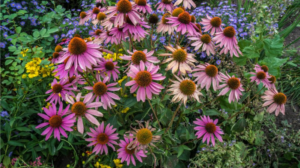 Kasvirag Echinacea 2