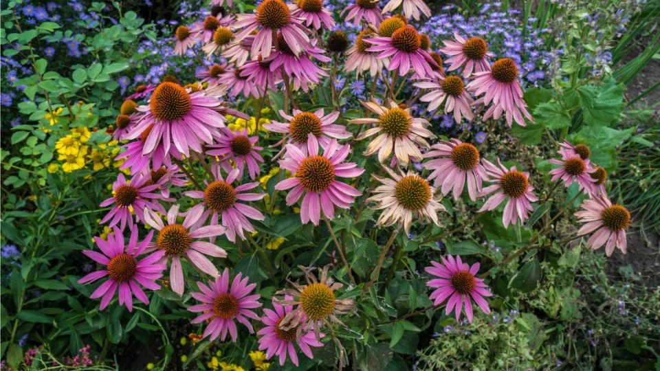 Kasvirágok a kertben – Színek és szépség Színes kasvirágok (Echinacea) virágoznak egy gyönyörű kertben, körülöttük más virágokkal.