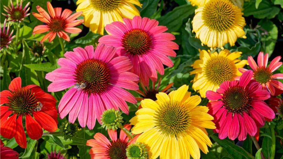 Színes kasvirágok a kertben Színes kasvirágok (Echinacea) virágok egy csodás kertben, méhekkel.