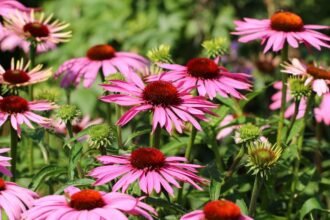 Színes kasvirágok (Echinacea) virágzanak egy napfényes kertben, élénk rózsaszín szirmaikkal és barna közepükkel.