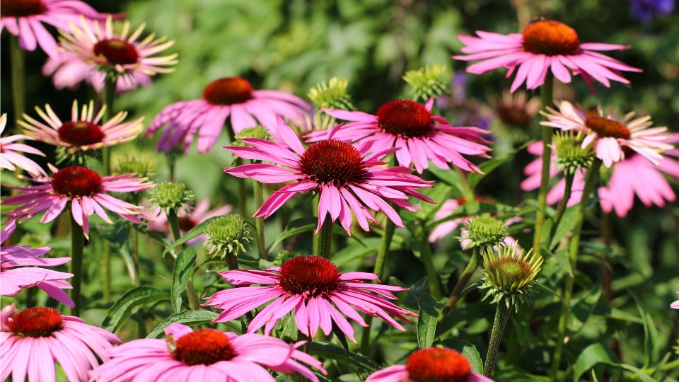 Színes kasvirágok (Echinacea) virágzanak egy napfényes kertben, élénk rózsaszín szirmaikkal és barna közepükkel.