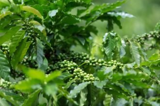 Kávécserje levelei és zöld bogyói, friss és egészséges növény.