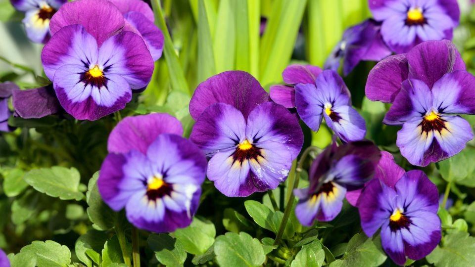 Színes kerti árvácskák virágai, élénk lila és sárga árnyalatokkal, zöld levelek között.