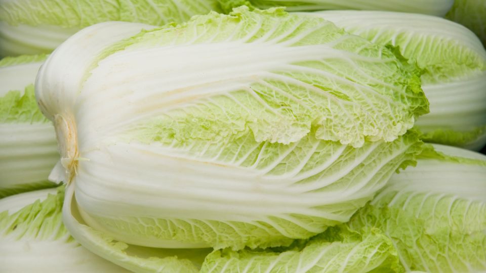 Kinai kel Brassica rapa var. Pekinensis 3