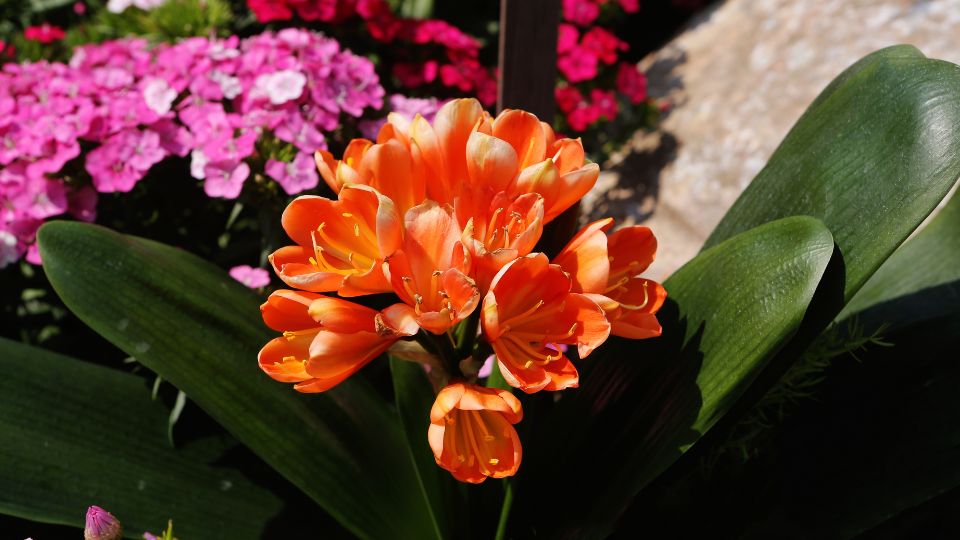 Klivia Clivia miniata 1