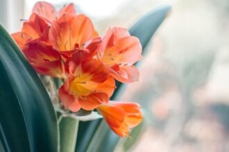 Egy csodás klívia virág, élénk narancssárga szirmokkal és zöld levelekkel, napfényben.