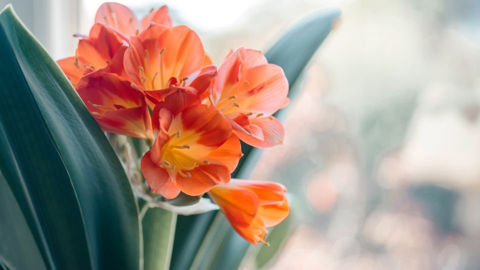 Egy csodás klívia virág, élénk narancssárga szirmokkal és zöld levelekkel, napfényben.