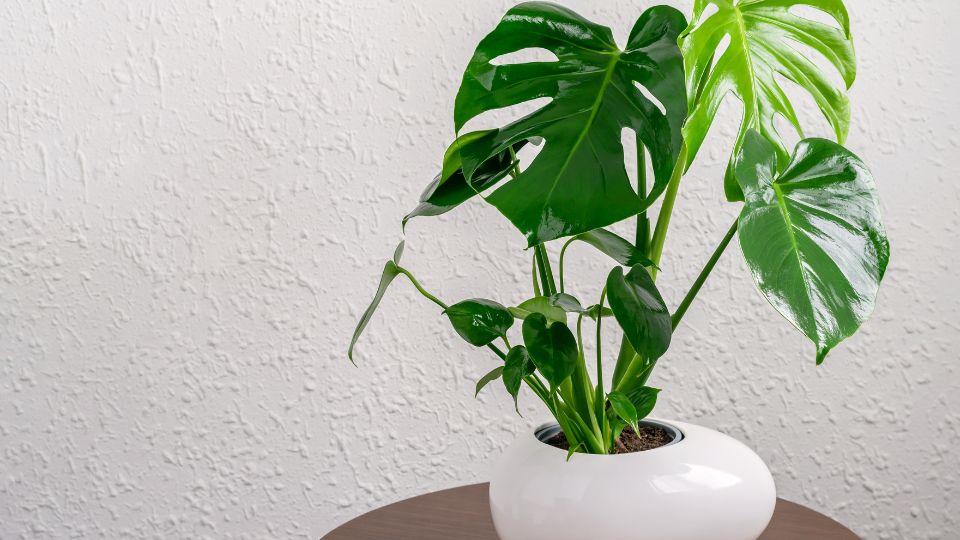 Konnyezopalma Monstera deliciosa 1