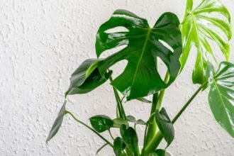 Könnyezőpálma zöld levelei, ragyogó fényben, barátságos otthoni környezetben.