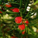 Kozonseges Tiszafa Taxus baccata