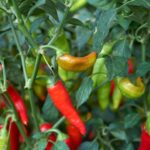 Kozonseges paprika Capsicum annuum