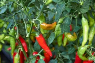 Színes, érett közönséges paprika növények, zöld és piros termésekkel.