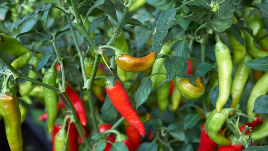 Kozonseges paprika Capsicum annuum