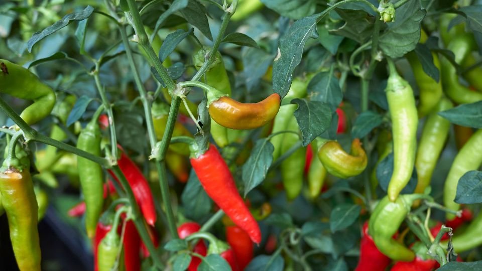 Színes, érett közönséges paprika növények, zöld és piros termésekkel.
