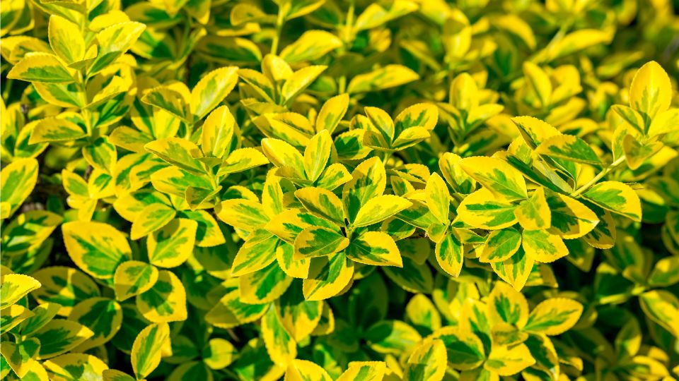 Kuszo Kecskerago Euonymus fortunei 1