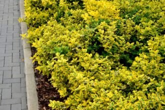 Kúszó Kecskerágó dús zöld és sárga levelekkel, szépen rendezett kerítéssel.