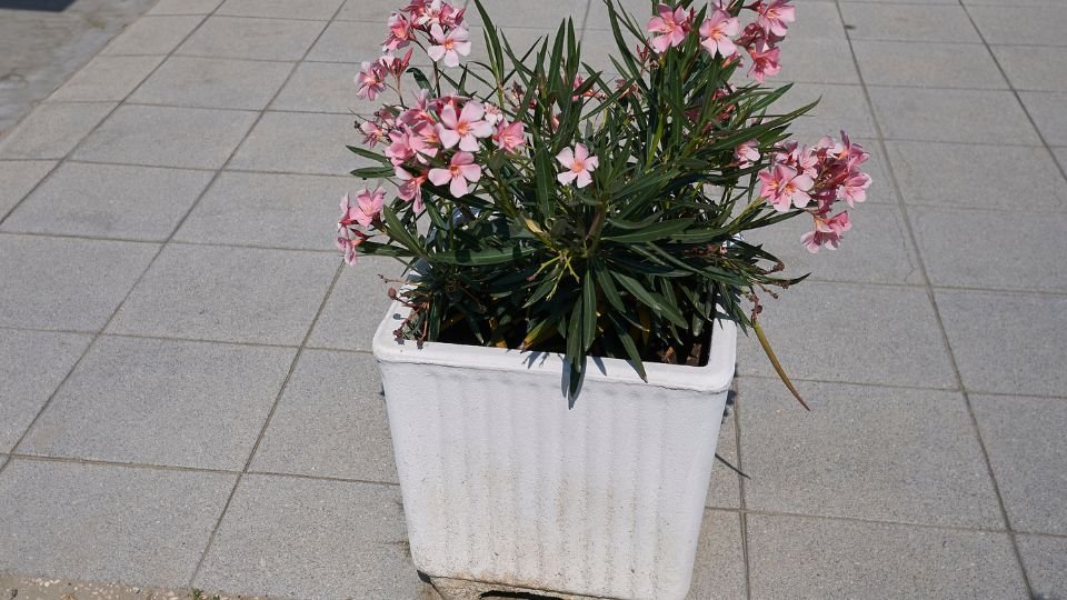 Egy fehér virágcserépben pink virágú leander növény látható, ami egy térkővel borított területen áll.