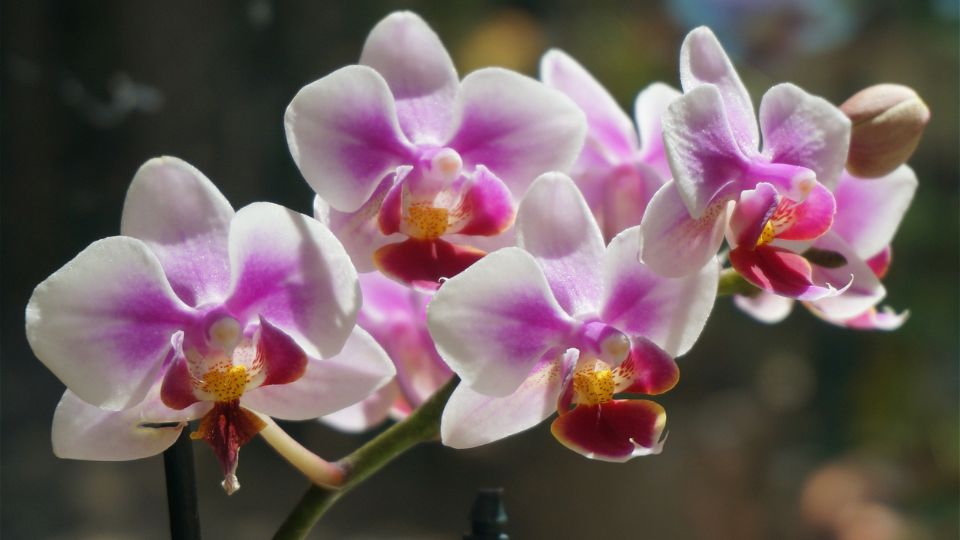 Lepkeorchidea Phalaenopsis 1