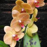 Lepkeorchidea Phalaenopsis