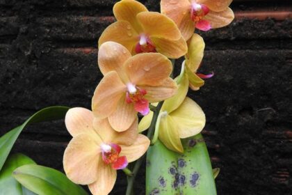 Lepkeorchidea Phalaenopsis