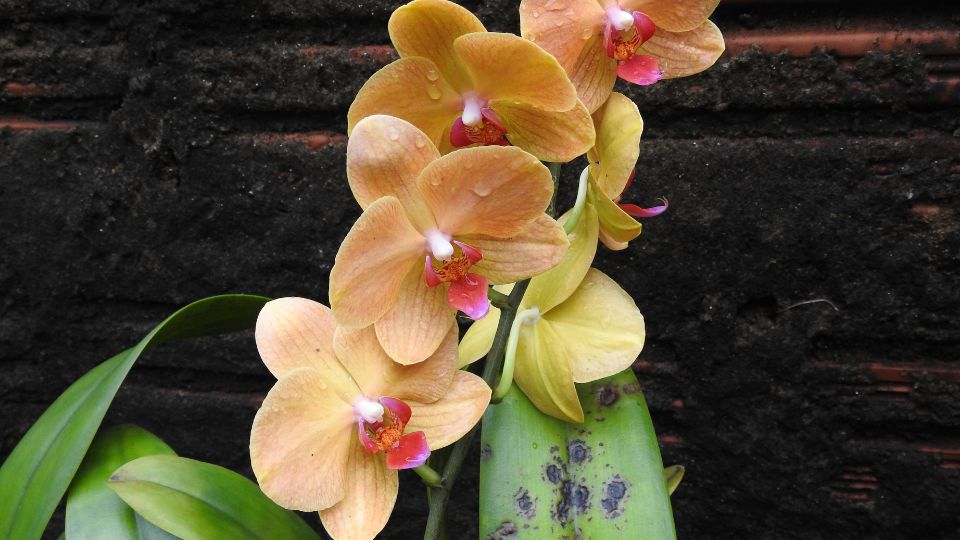 Lepkeorchidea (Phalaenopsis) virágai, finom sárga és rózsaszín árnyalatokban, zöld levelekkel.